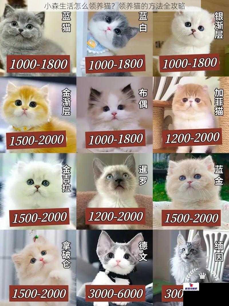 寻找猫舍