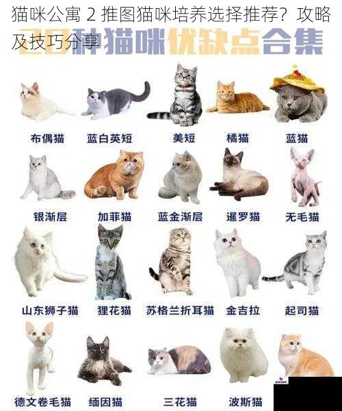 猫咪属性搭配